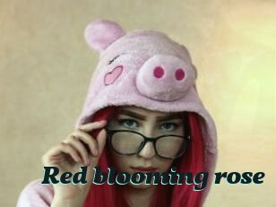 red_blooming_rose Cumshots Videos