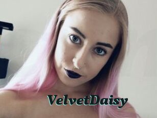 VelvetDaisy